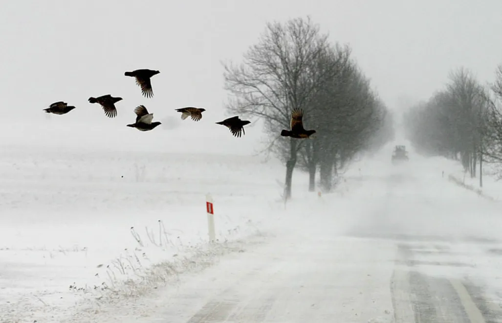Kuropatwy w okolicach Mieronic /woj. świętokrzyskie/. Fot. PAP/Piotr Polak