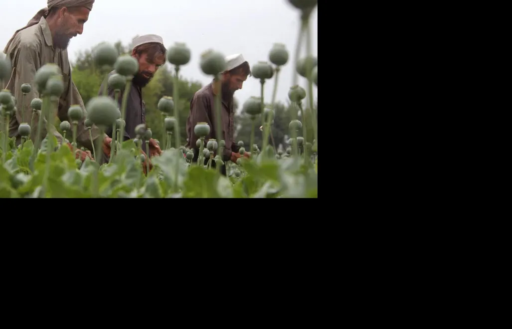 Afgańscy wieśniacy zbierają makówki na polu pod Dżalalabadem, fot. PAP/EPA