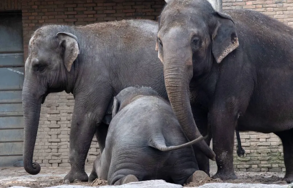 Geny chronią słonie przed rakiem. Fot. PAP/DPA/Paul Zinken