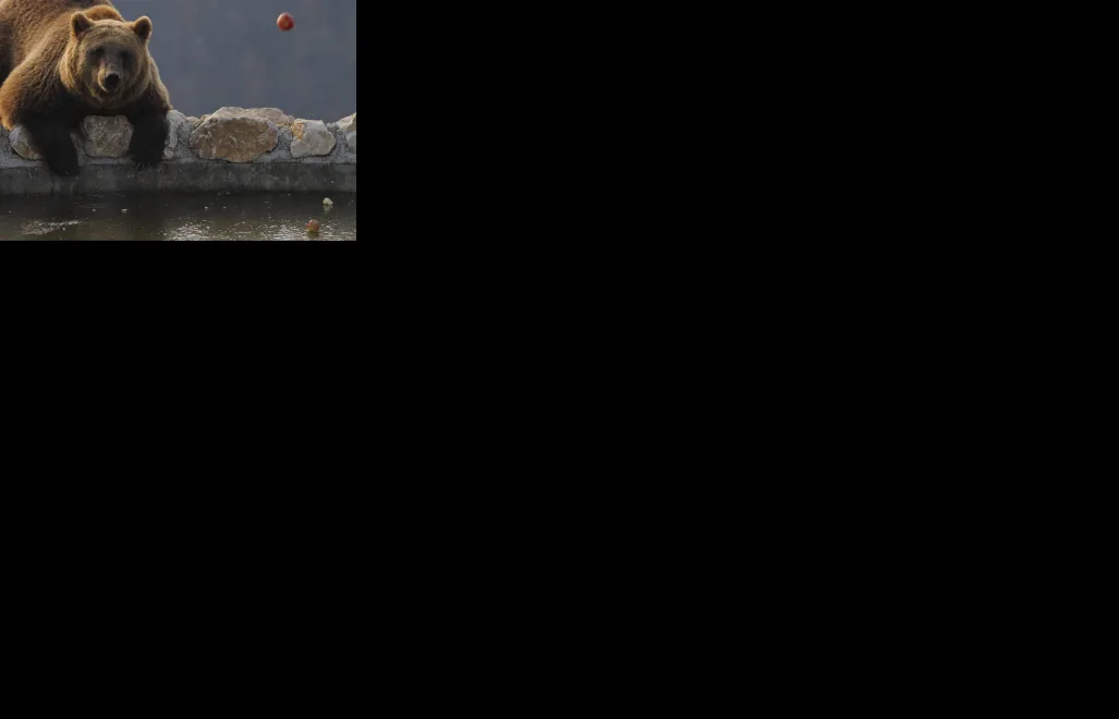 Eksperci radzą, co robić w razie spotkań z niedźwiedziem Fot. VALDRIN XHEMAJ/ PAP/EPA