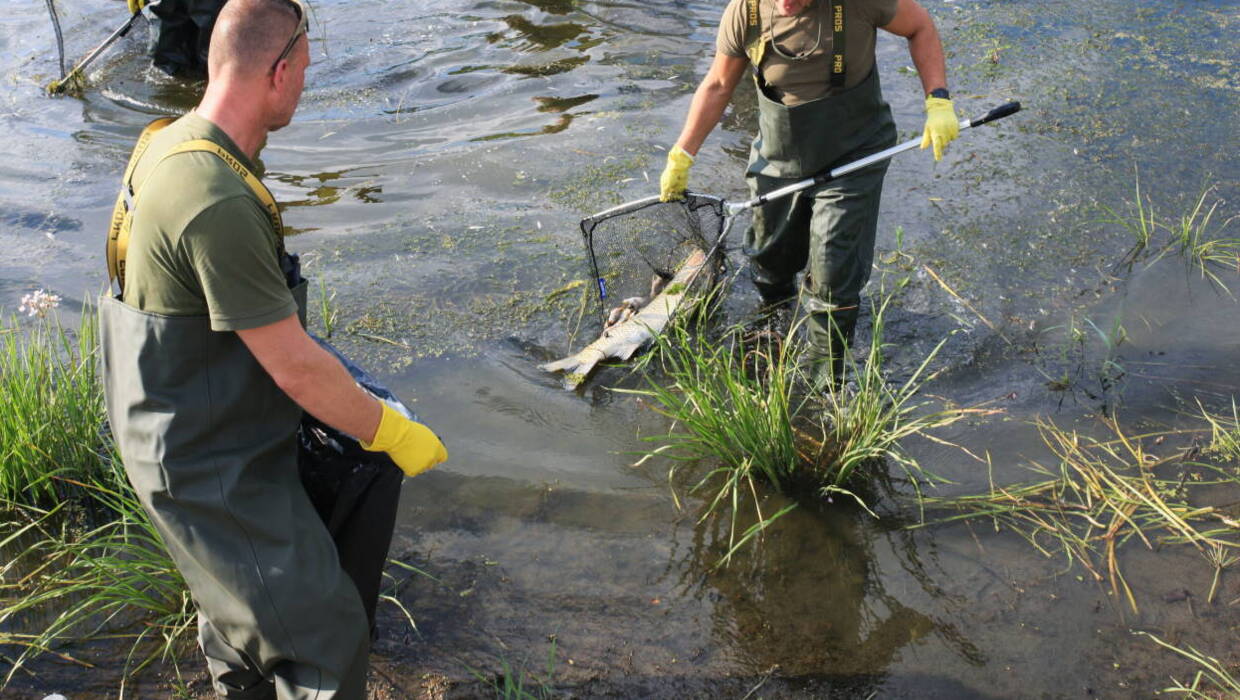 Żołnierze WOT i strażacy usuwają martwe ryby z Odry Fot. PAP/Lech Muszyński