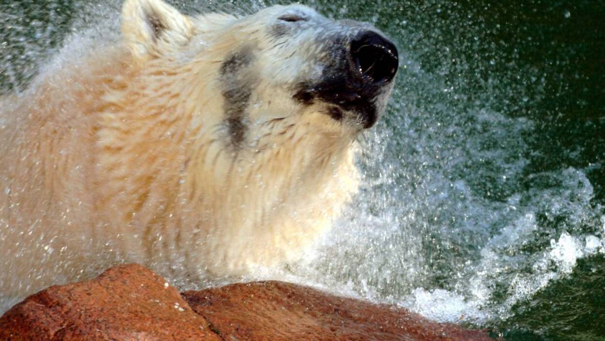 Niedźwiedź zaatakował turystkę w Norwegii Fot. Wulf Pfeiffer/PAP/EPA