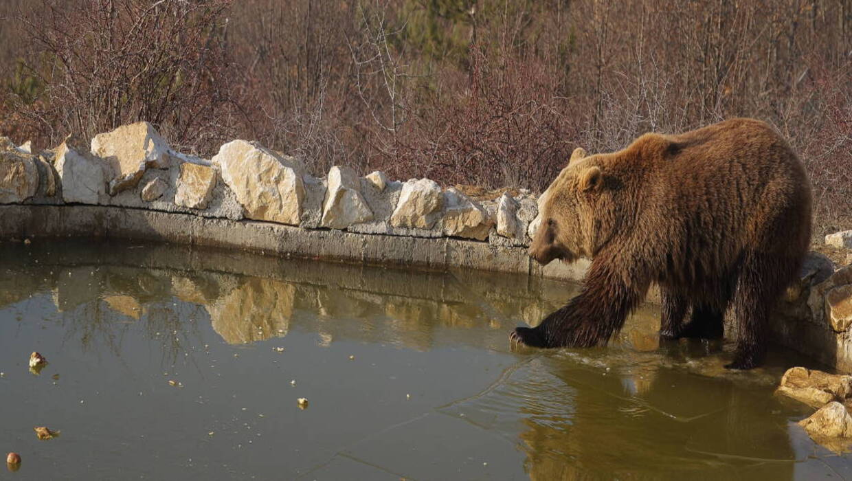 Niedźwiedź zaatakował w Bieszczadach Fot. VALDRIN XHEMAJ/PAP/EPA