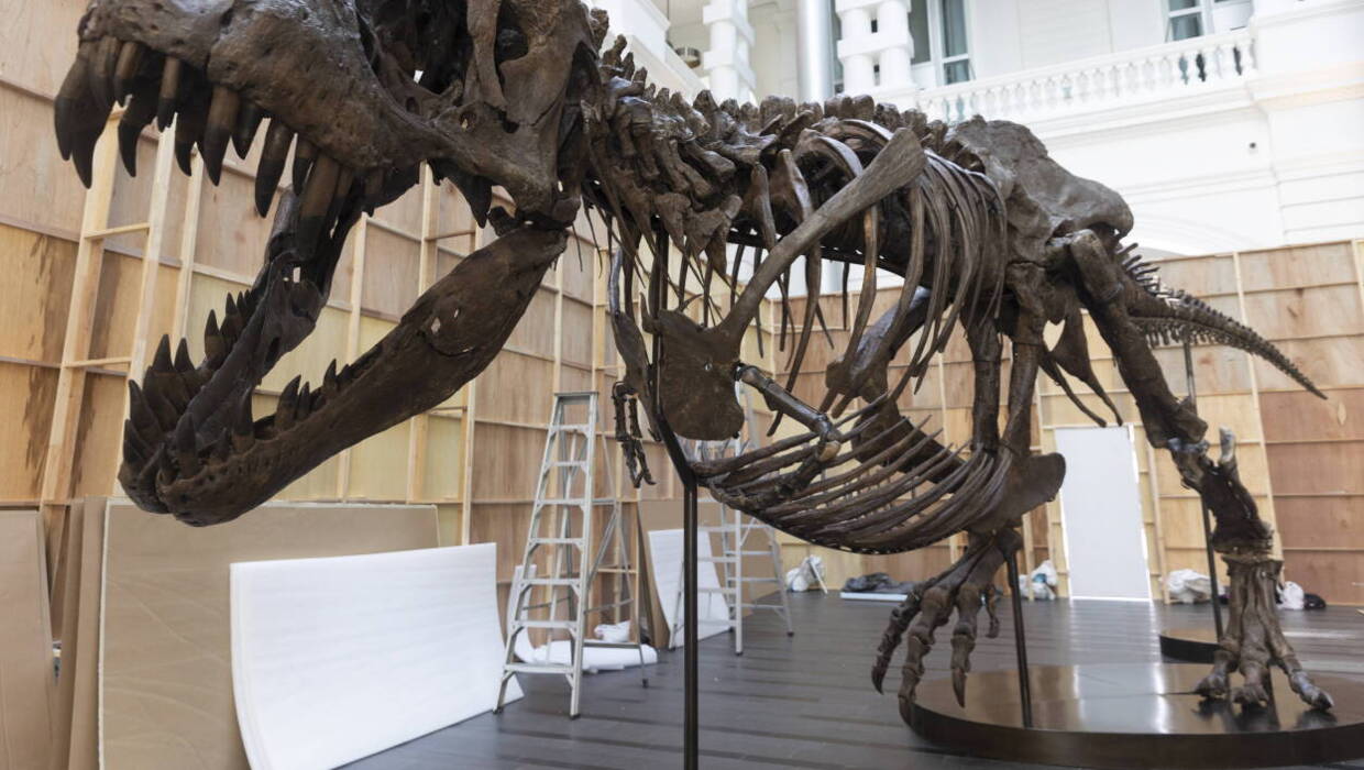 Tyranozaur rex, Fot. PAP/EPA/HOW HWEE YOUNG