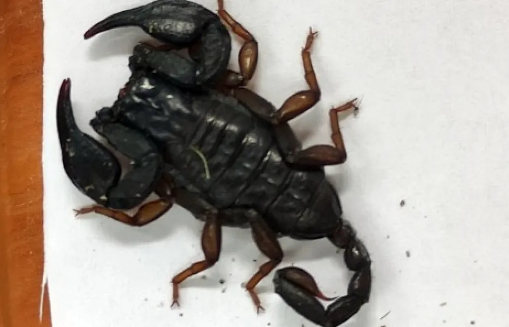 Skorpion z Chorwacji, Fot. Straż Miejska