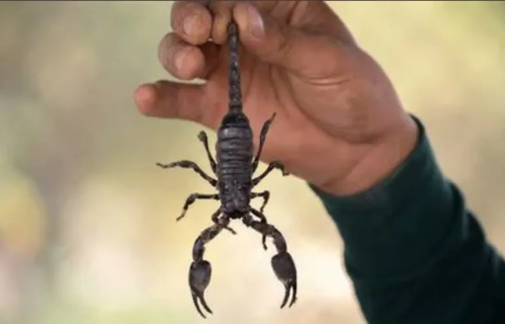 Skorpion Olivido Guzmana. Fot. Twitter