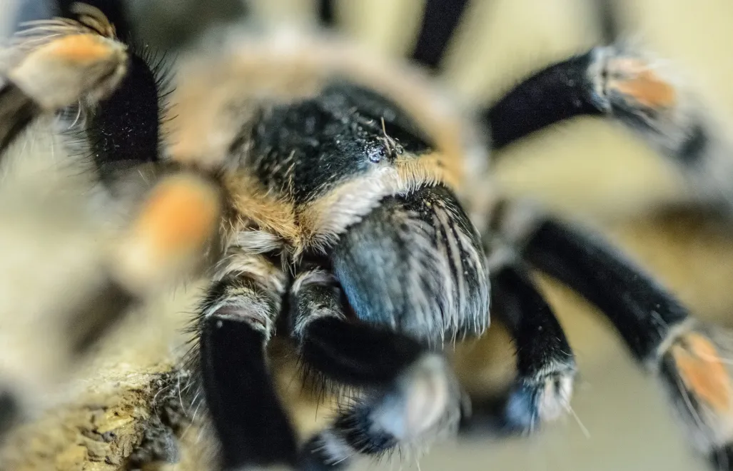 Ptasznik, Fot. PAP/Wojciech Pacewicz