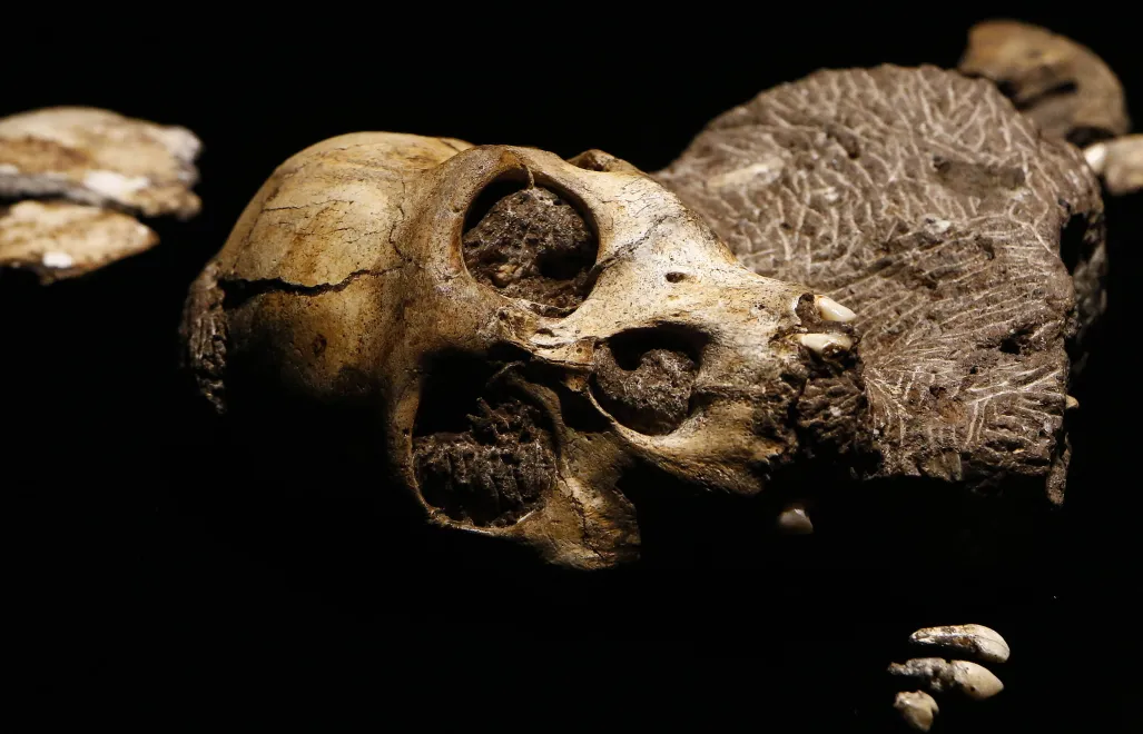 Szczątki człowieka w Cradle of Humankind, zdj. ilystracyjne. Fot. PAP/ EPA/LARRY W. SMITH 