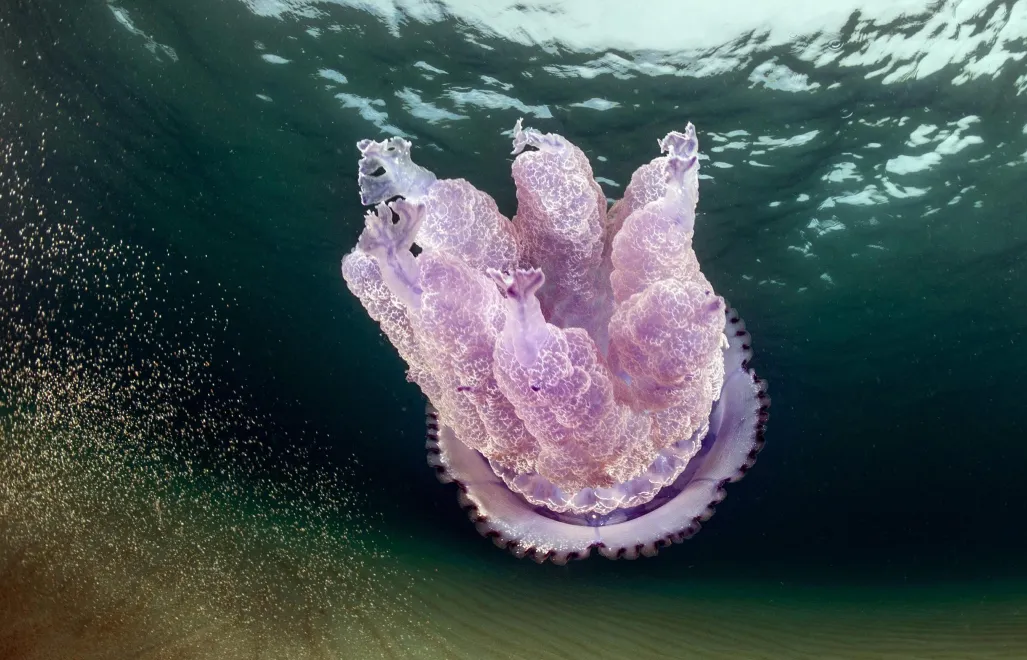 Meduza Rhizostoma luteum. PAP/EPA/MARCO MATTANA