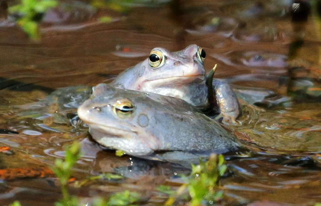 Żaby. Fot. PAP/Tomasz Waszczuk