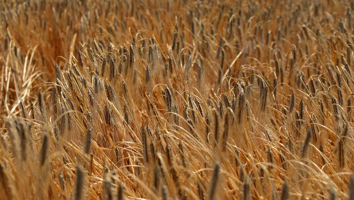 W maju i czerwcu Polska odnotowała rekordowe wielkości tranzytu – w czerwcu 2023 r. tranzyt pszenicy i kukurydzy wyniósł łącznie ponad 260 tys. ton. Fot. PAP/UKRINFORM