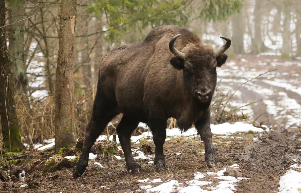 Żubr jest największym ssakiem Europy Fot. PAP/Tomasz Waszczuk