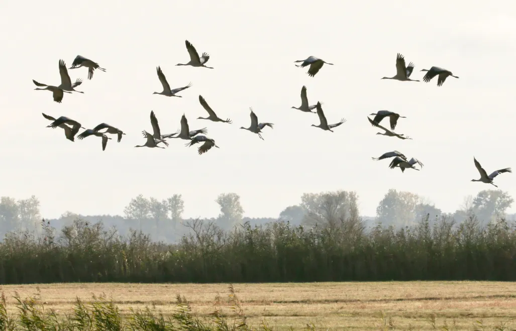 Żurawie w Parku Narodowym Ujście Warty. Fot. PAP/Lech Muszyński