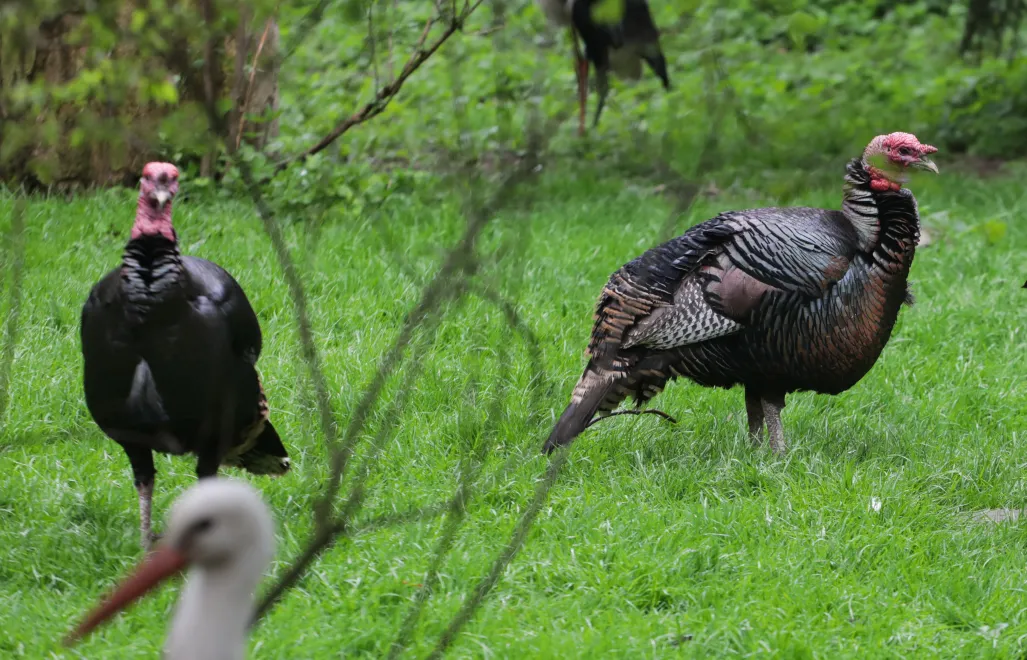 Dzikie indyki. Fot. PAP/Albert Zawada (zdjęcie ilustracyjne)
