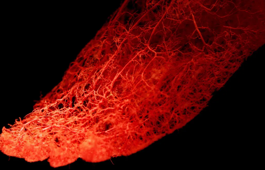 Naczynia krwionośne w stopie, model. Zdj. ilustracyjne. Fot. PAP/EPA/STEFAN ZAKLIN