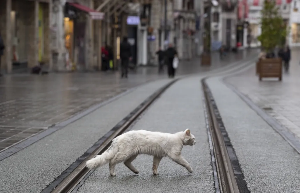 Kot na ulicy Fot. TOLGA BOZOGLU/PAP/EPA