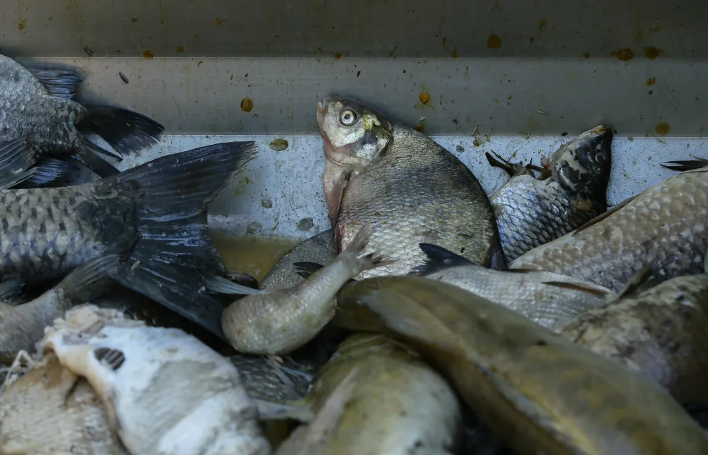 Odławianie martwych ryb Fot. PAP/Jarek Praszkiewicz