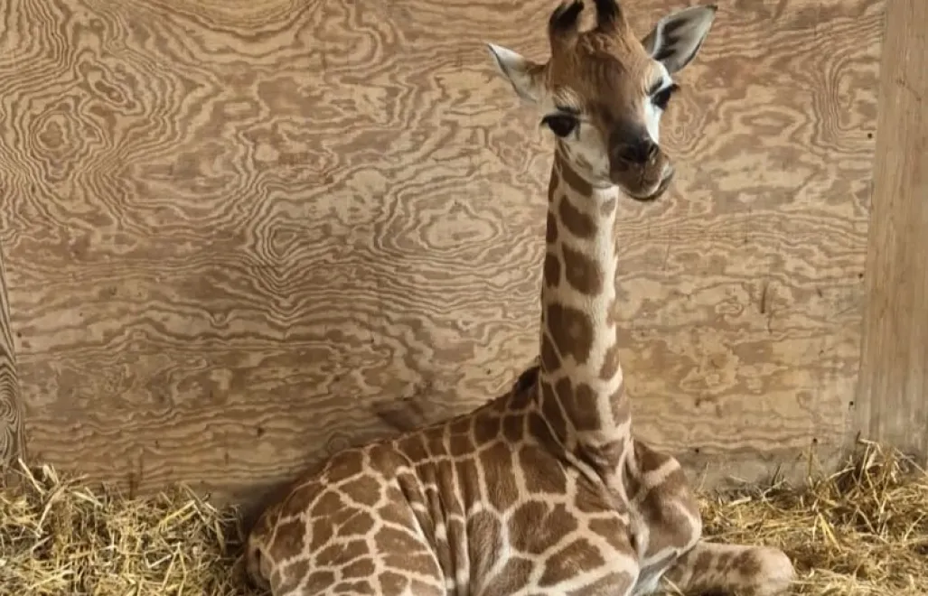 Pietruszka w warszawskim ZOO, fot. facebook.pl/Warszawskie ZOO