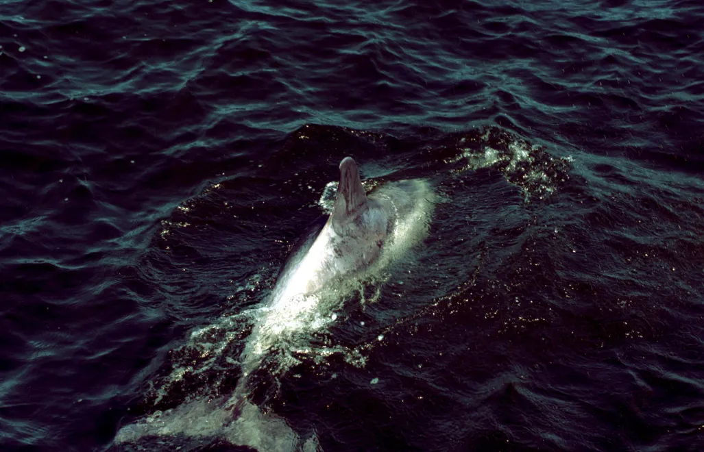 Delfin w Bałtyku, zdjęcie ilustracyjne, fot. PAP/Stefan Kraszewski