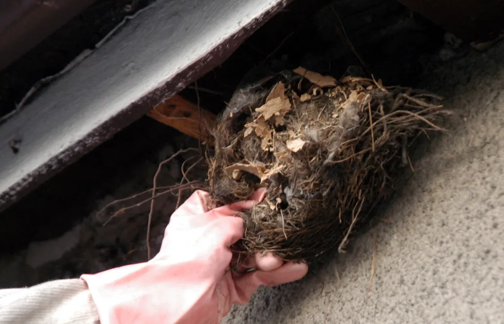 Likwidacja gniazda szerszeni. Zdj. ilustracyjne. Fot. PAP/Mirosław Trembecki