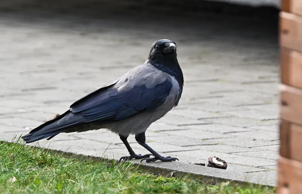 Wrona siwa Fot. PAP/Marcin Bielecki 