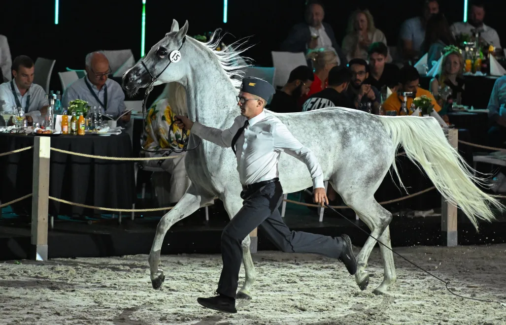 Klacz Adriana podczas 55. aukcji Koni Arabskich Czystej Krwi Pride of Poland w Janowie Podlaskim. Fot.  PAP/Wojtek Jargiło