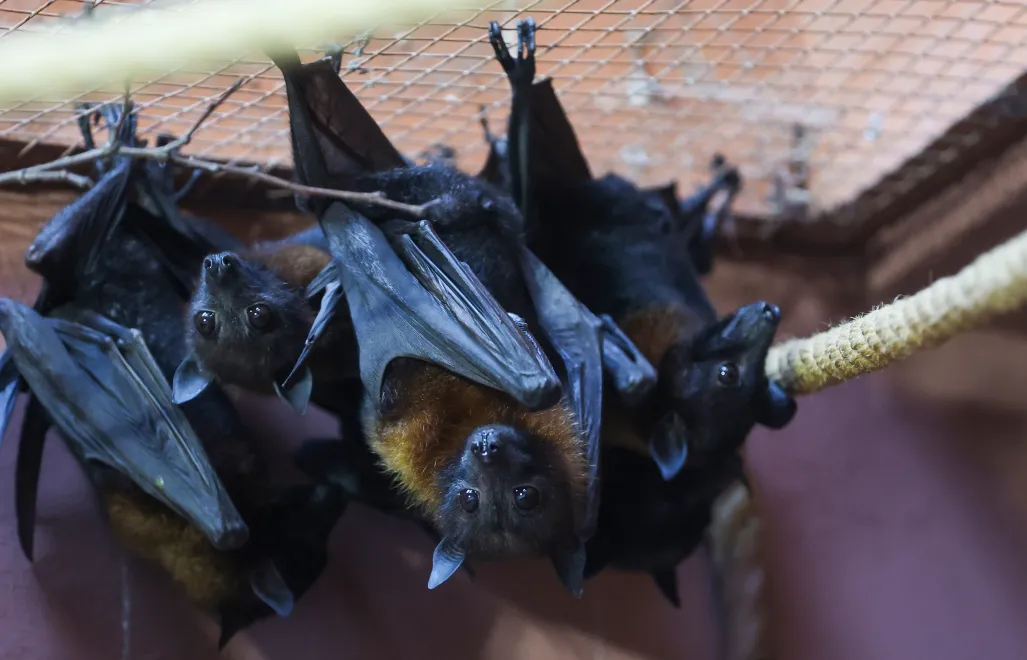 Owocożerne nietoperze znane jako „latające lisy”. Fot. PAP/Marian Zubrzycki