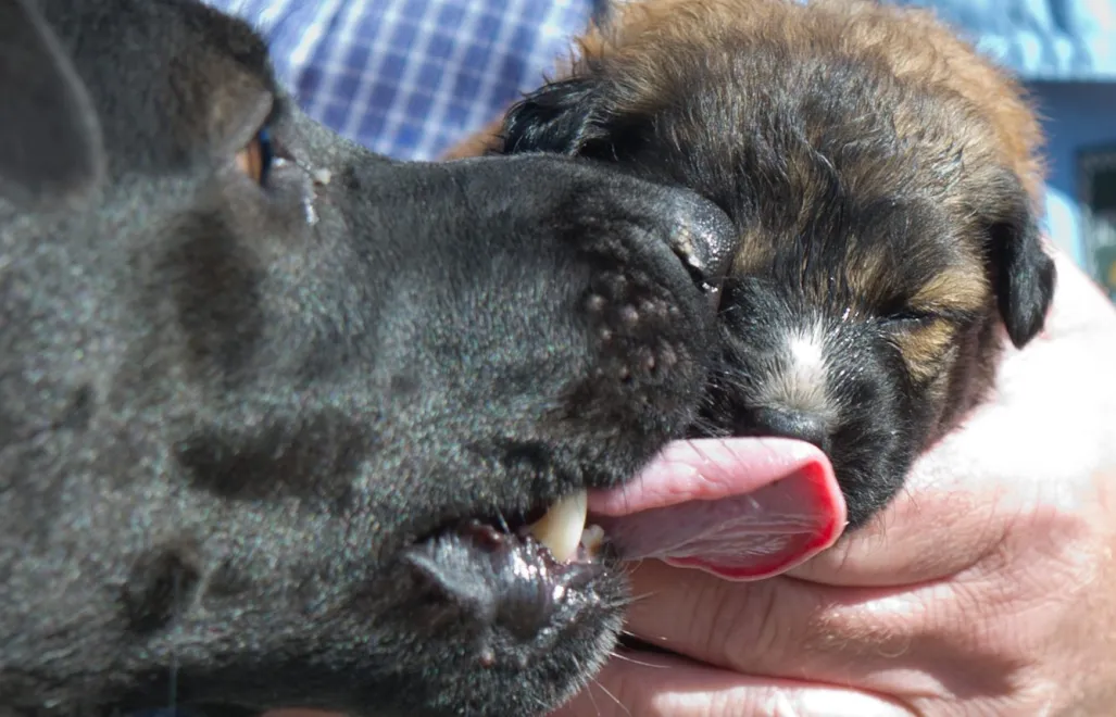 Suczka przyniosła do weterynarza umierającego szczeniaka. Fot. PAP/Grzegorz Michałowski (zdjęcie ilustracyjne)