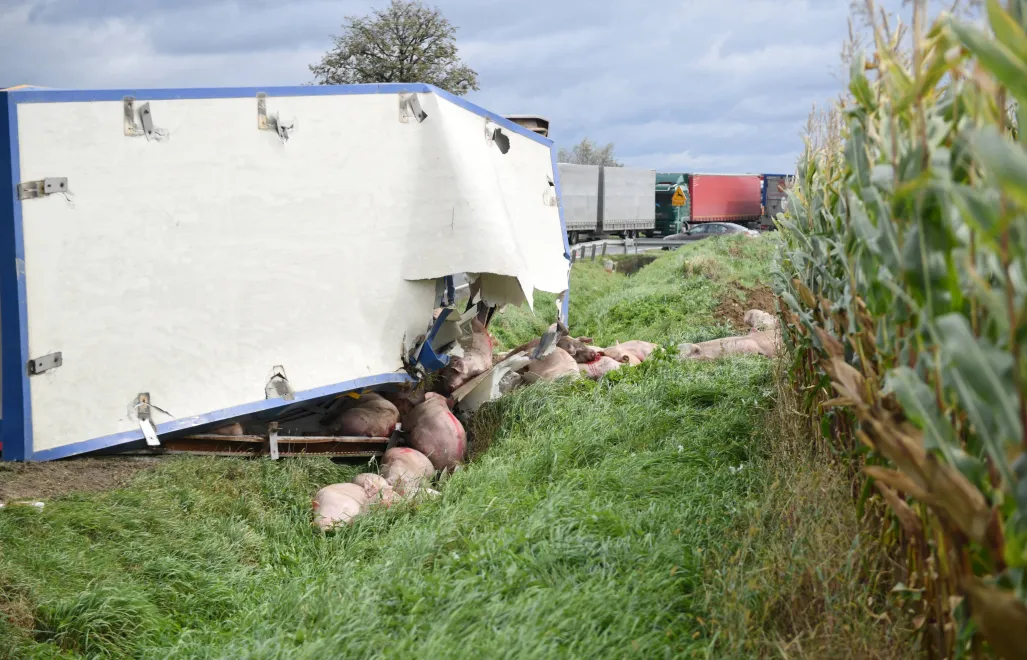 Do wypadku doszło około godz. 18, na drodze krajowej nr 70 w miejscowości Wola Pękoszewska. Fot. PAP/	Darek Delmanowicz (zdjęcie ilustracyjne)
