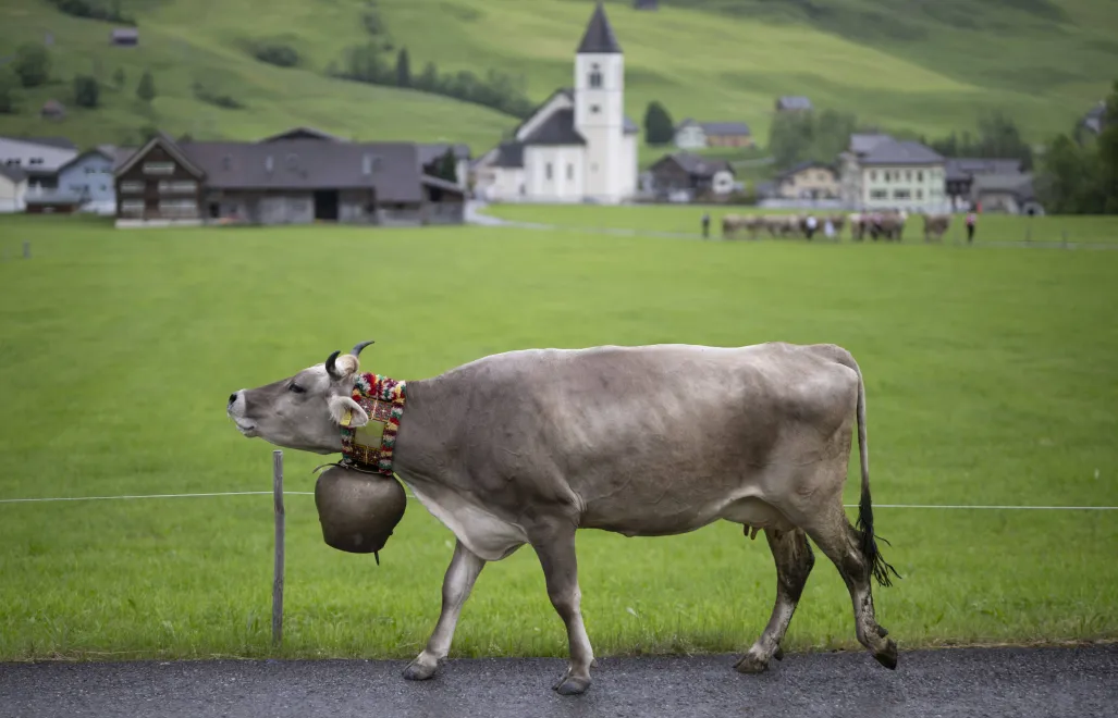 Ceremonialne pędzenie bydła z doliny w Alpy w Szwajcarii. Fot. PAP/EPA/GIAN EHRENZELLER