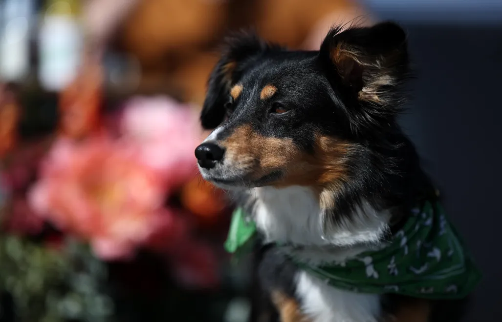 Pies (zdjęcie ilustracyjne). Fot. PAP/Łukasz Gągulski