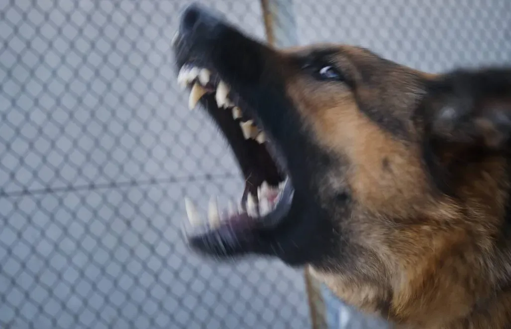 Wściekły pies, zdjęcie ilustracyjne, fot. PAP/Wojciech Pacewicz