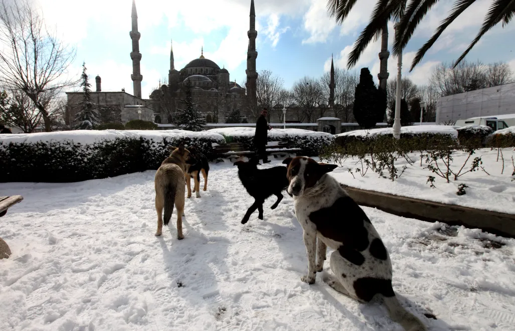 Bezpańskie psy w Stambule, fot. PAP/EPA/TOLGA BOZOGLU