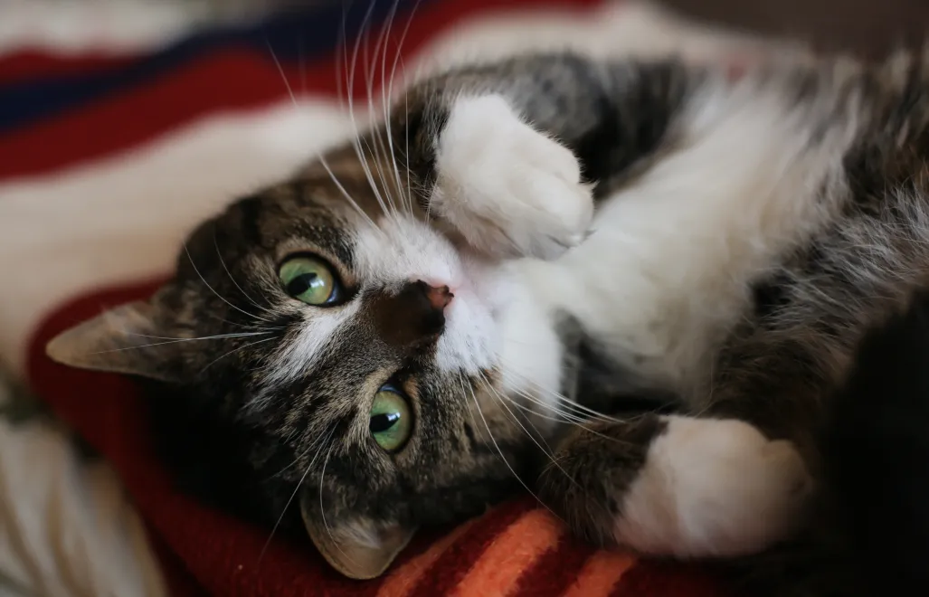 Kot domowy. Fot. PAP/Lech Muszyński