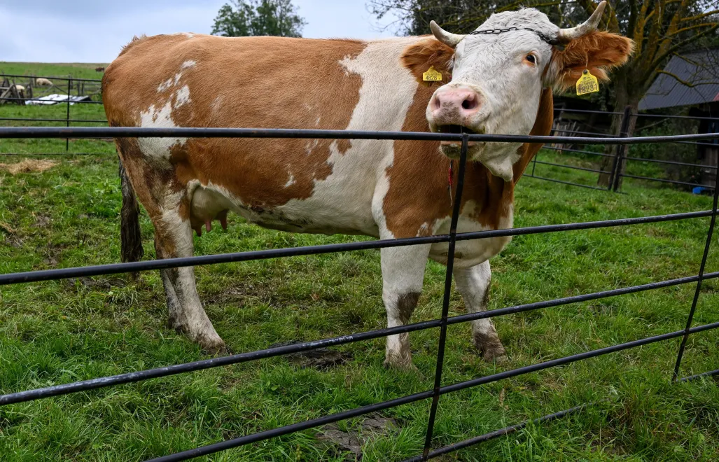 Krowa (zdjęcie ilustracyjne). Fot. PAP/Darek Delmanowicz