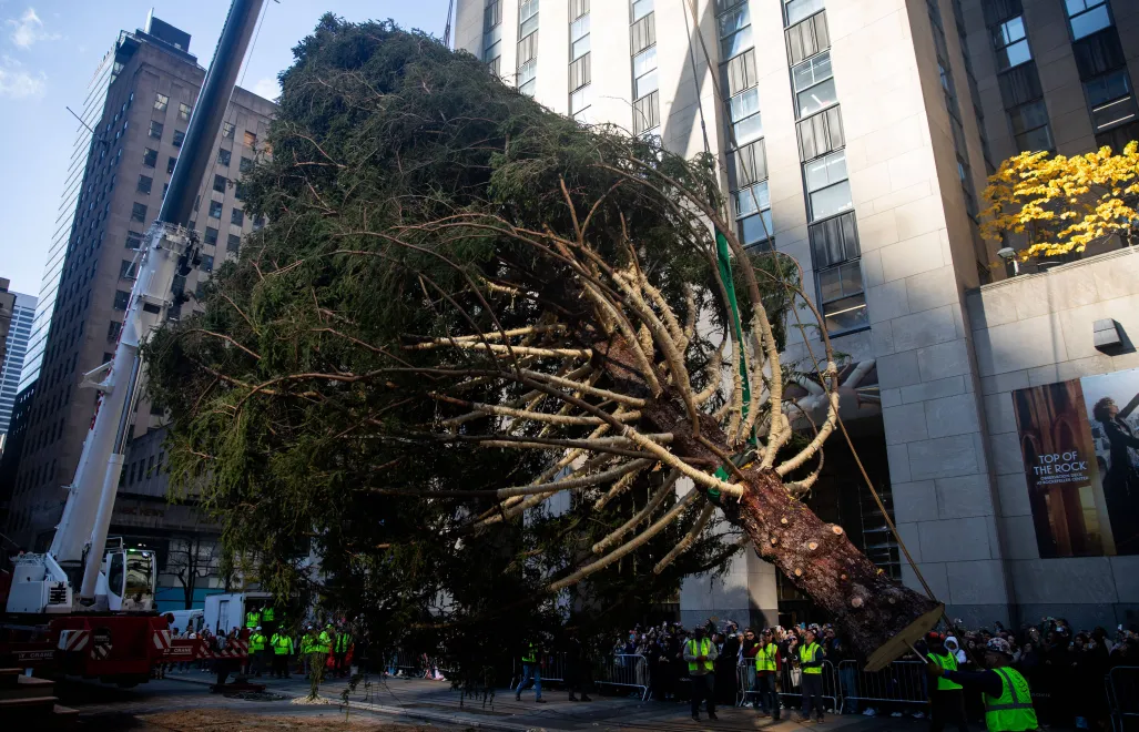 Choinka w Rockefeller Center Fot. PAP/EPA/JULIUS CONSTANTINE MOTAL