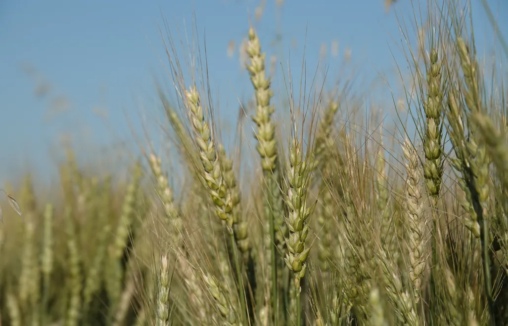 Zbiory zbóż w '25 ok. 37,3 mln t, ok. 6,7 proc. więcej niż w '24 - GUS. Fot. Adobe Stock/tomo81