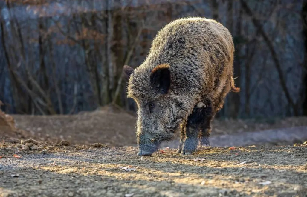 Dzik. Zdjęcie ilustracyjne. Fot. PAP/Srecko Niketic/PIXSELL