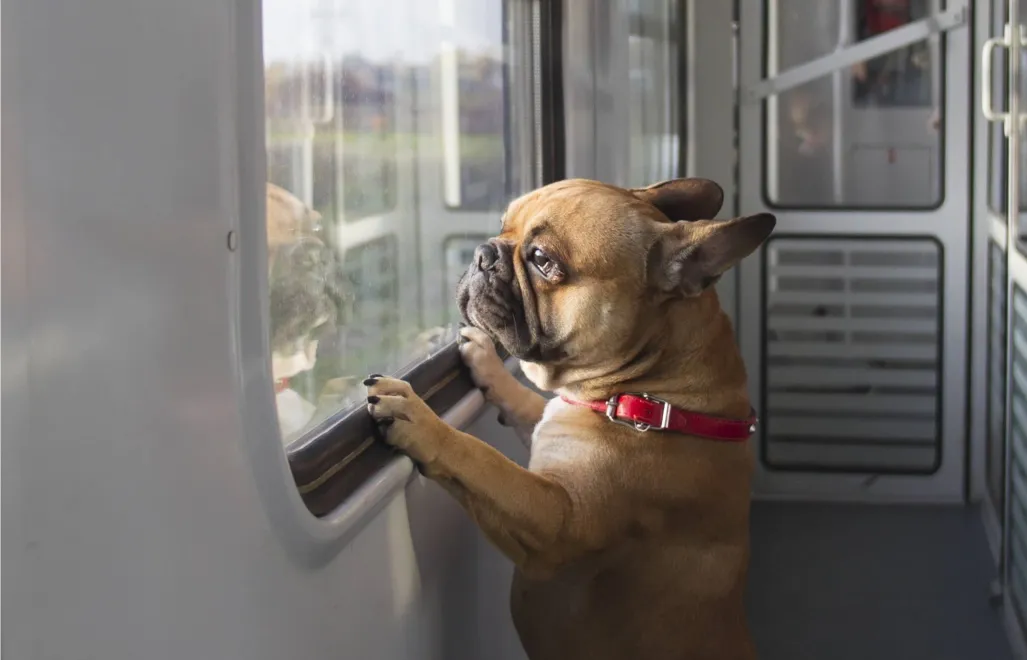 Buldog francuski w pociągu Fot. PAP/Wojciech Olkuśnik