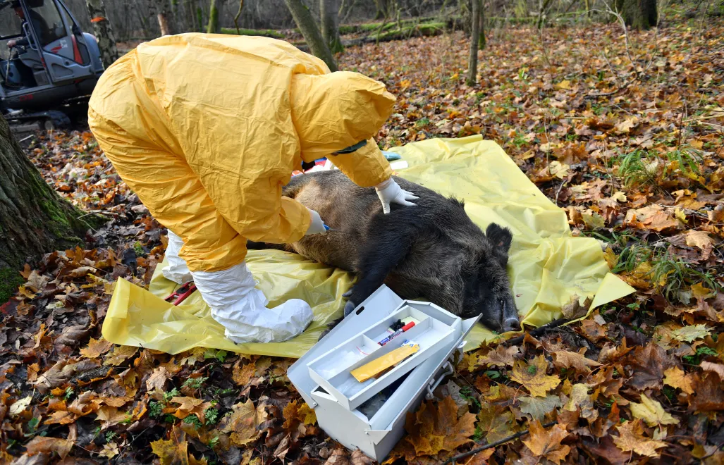 Afrykański pomór świń to zakaźna choroba wirusowa świń domowych wszystkich ras oraz dzików. Fot. PAP/	Marcin Bielecki (zdjęcie ilustracyjne)