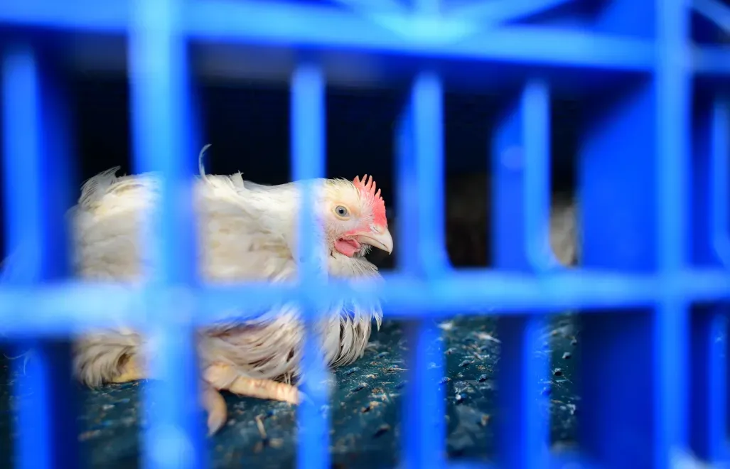 Kura w klatce. Zdj. ilustracyjne. Fot. PAP/Przemysław Piątkowski