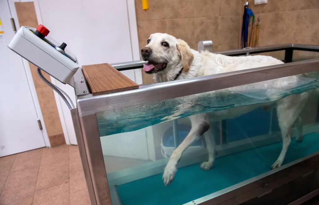 Pies podczas rehabilitacji w bieżni wodnej (zdjęcie ilustracyjne). Fot. PAP/Grzegorz Michałowski