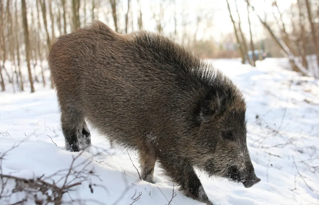 Dzik (zdjęcie ilustracyjne). Fot. PAP/Lech Muszyński