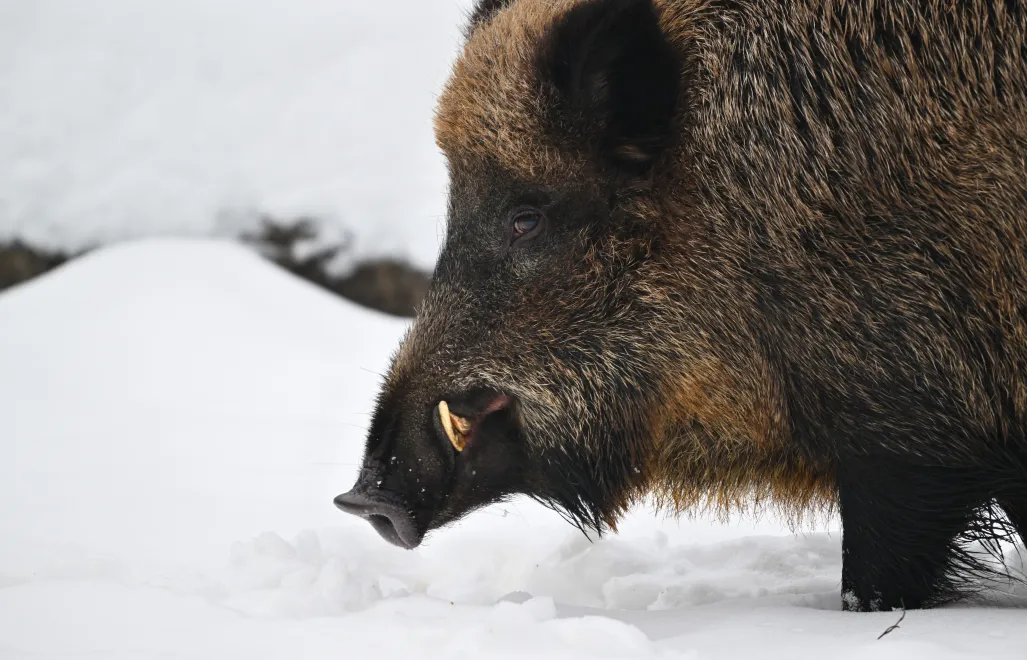 Dzik, zdjęcie ilustracyjne, fot. PAP/Przemysław Piątkowski