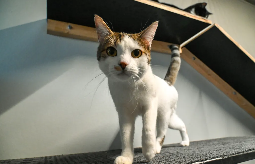 Schronisko w Szczecinie. Fot. PAP/Marcin Bielecki