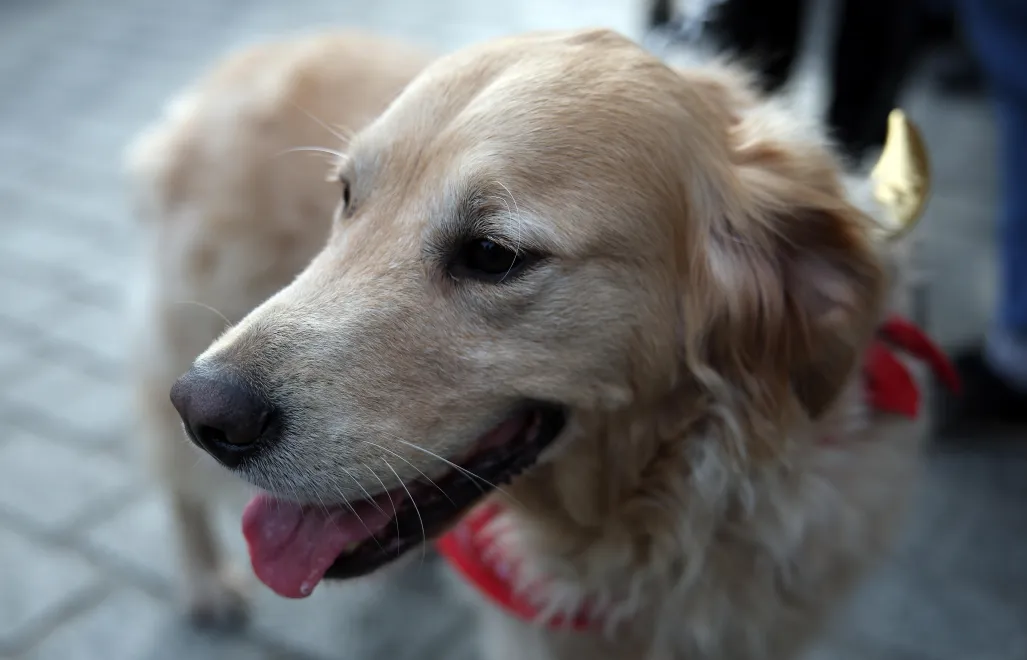 Pies (zdjęcie ilustracyjne). Fot. PAP/Łukasz Gągulski