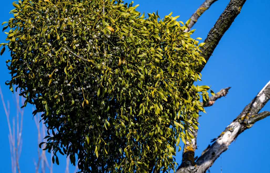 Jemioła pospolita. Fot. PAP/Darek Delmanowicz