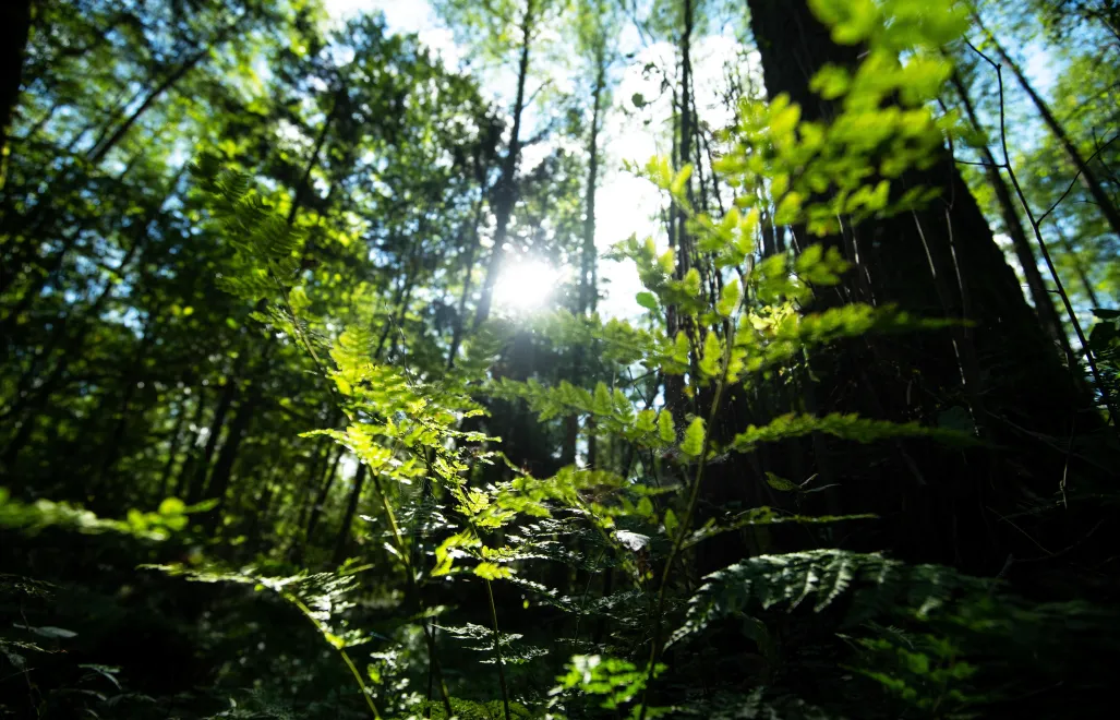 Puszcza Białowieska. Fot. PAP/Michał Zieliński