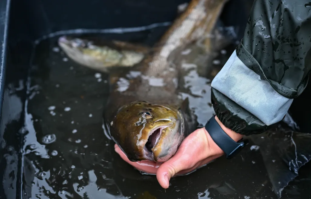 Najbardziej zasobnymi w łososie rzekami są te w obszarze północnego Bałtyku. Fot. PAP/	Piotr Kowala (zdjęcie ilustracyjne)