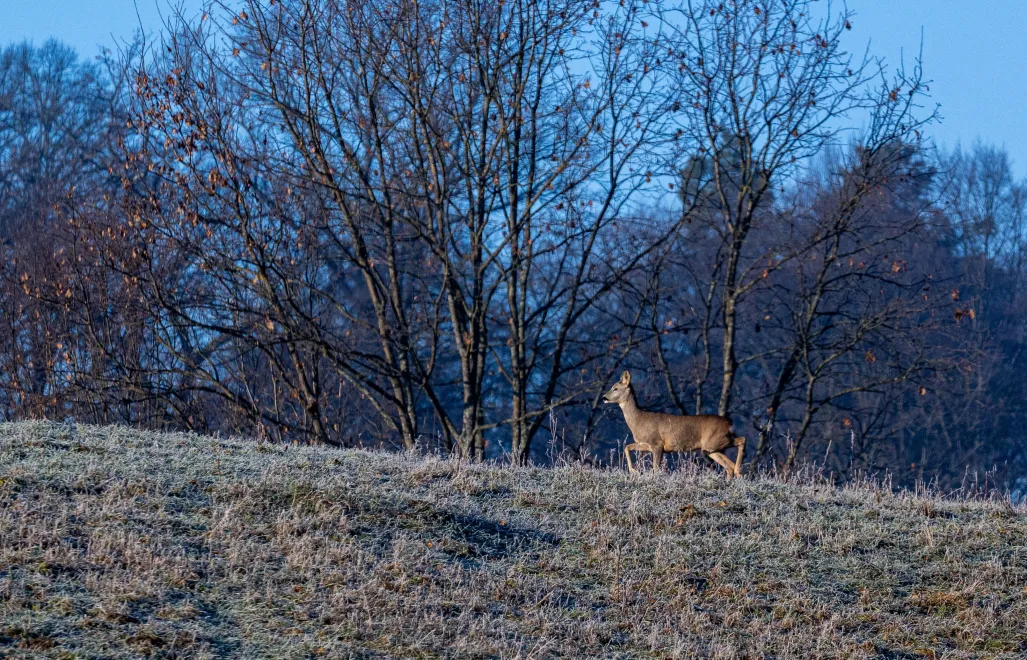 Zimowy poranek w Krasicach Fot. PAP/Darek Delmanowicz